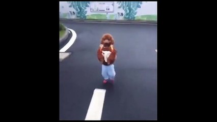Um Poodle de mochila a ir para a escola. É tudo o que precisa ver hoje