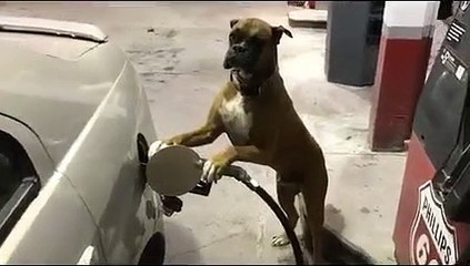 O desafio que fez parar (literalmente) a internet já chegou aos cães