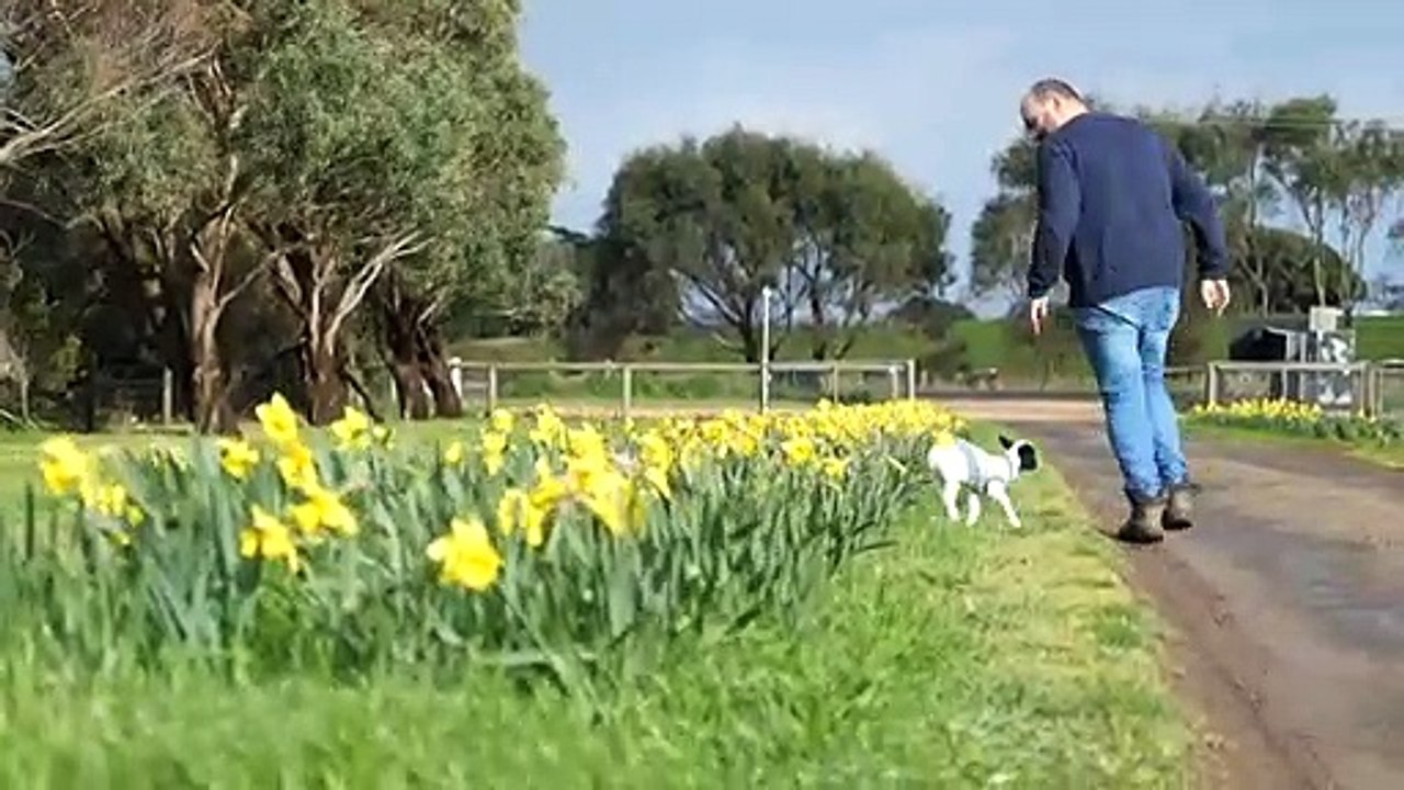 Wally the little lamb brings joy amid COVID-19...