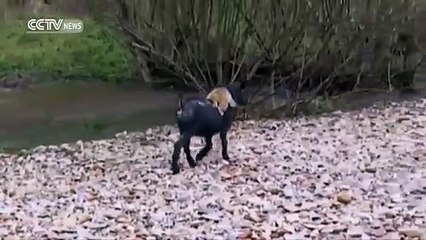 Cabra adota macaco bebé