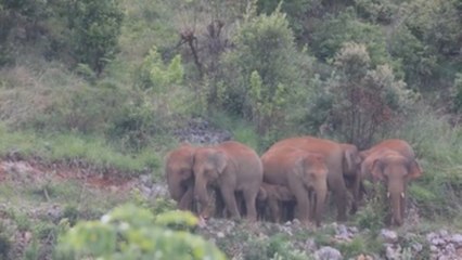 Elefantes que llevan meses deambulando por China vuelven a hábitat "adecuado"