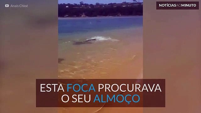 Foca ataca pescador depois de ele lhe ter roubado o almoço