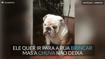 Este é o cão mais triste do mundo