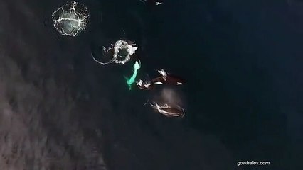 Imagens mostram impressionante ataque de orca a tubarão