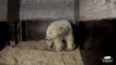 Os primeiros e trapalhões passos de um urso polar bebé