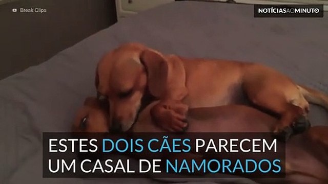 Estes cães parecem um verdadeiro casal de namorados