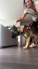 Geologist Dog Collects a Mouthful of Rocks