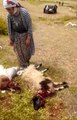 Kurtlar sürüye saldırdı: 70 koyun telef oldu
