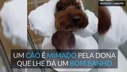 Este cão toma banho e age como um rei egípcio!