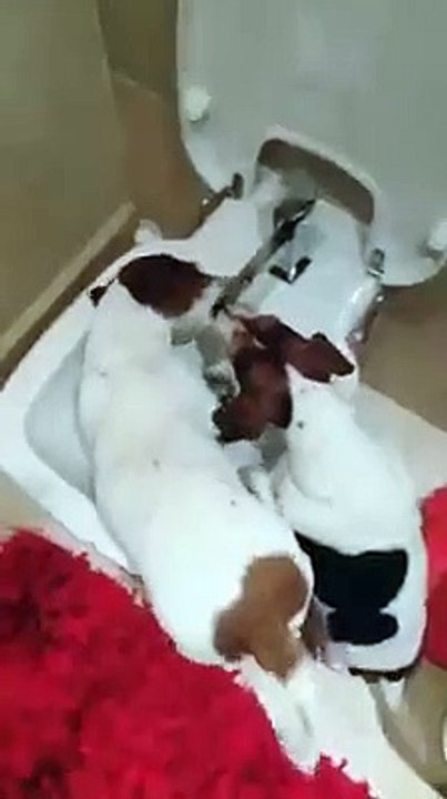 E é assim que as cadelas de Rita Pereira bebem água