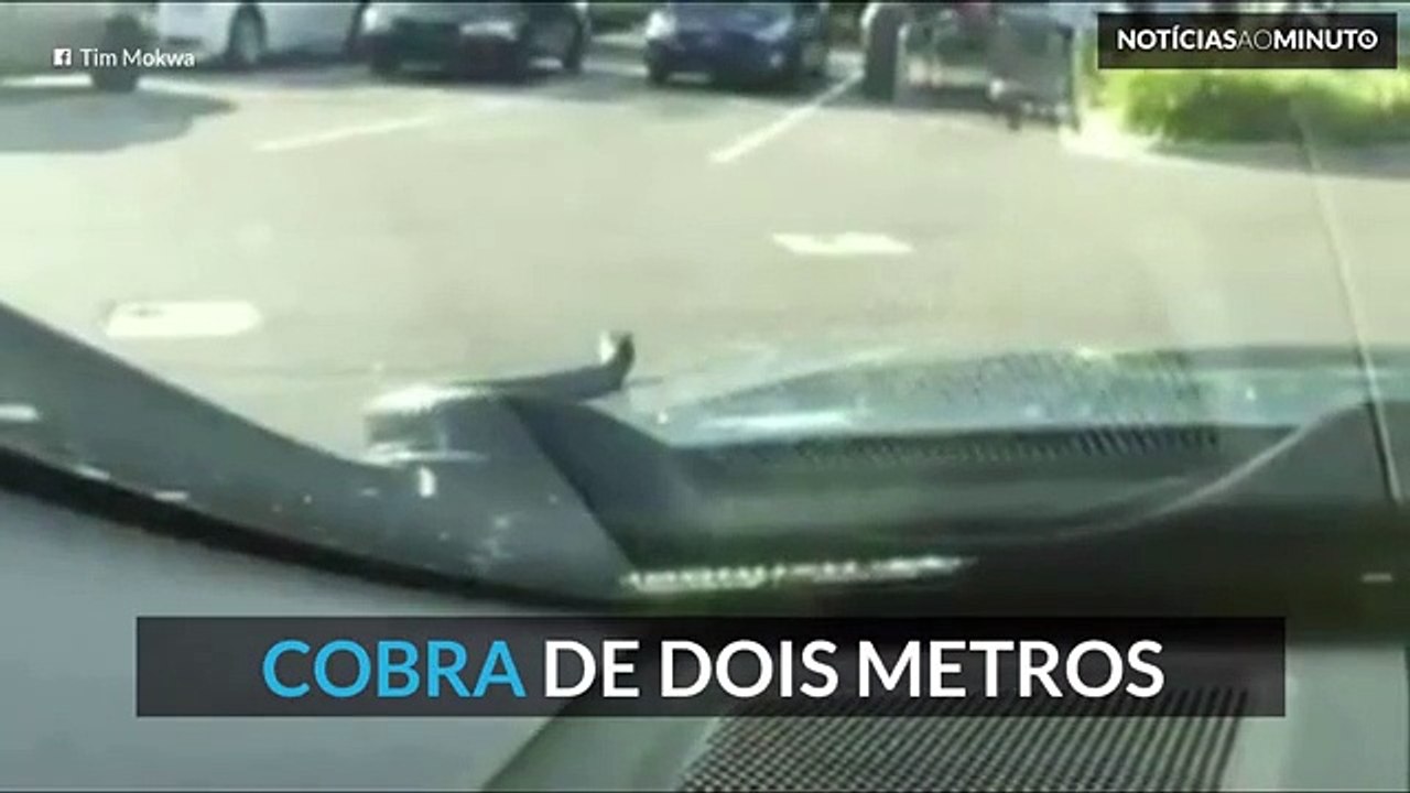 Enorme cobra surge sobre o capot de um carro
