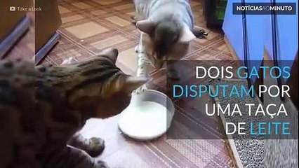 Dois gatos discutem por uma taça de leite