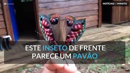 Este inseto parece um pavão