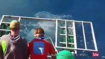 Vídeo capta tubarão a destruir jaula de proteção onde estava mergulhador