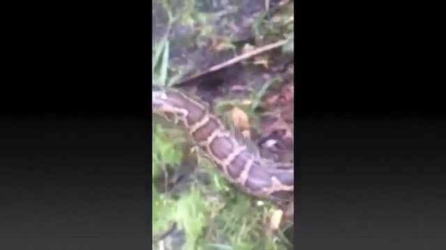 Homem salva veado que estava prestes a ser devorado por pitão