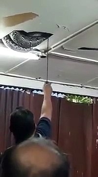 Cobra gigante cai do teto no meio de um restaurante