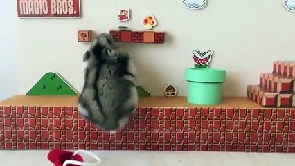 Um fã de Super Mario, tempo livre e um hamster deram nisto