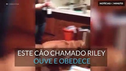 Este Golden Retriever adora ir buscar cerveja ao frigorífico