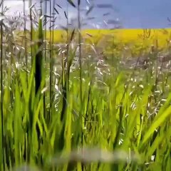 Pharrell Williams with a new inspiring Adidas collection