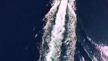 drone mostra baleias a circundar um barco