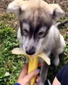 Este cão amoroso tem um alimento preferido...banana!