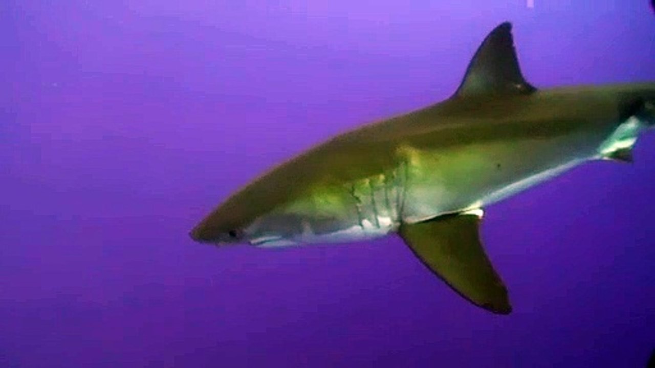 Great white shark POOPS on scuba divers