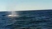 Baleias com cerca de 15 metros avistadas no Algarve