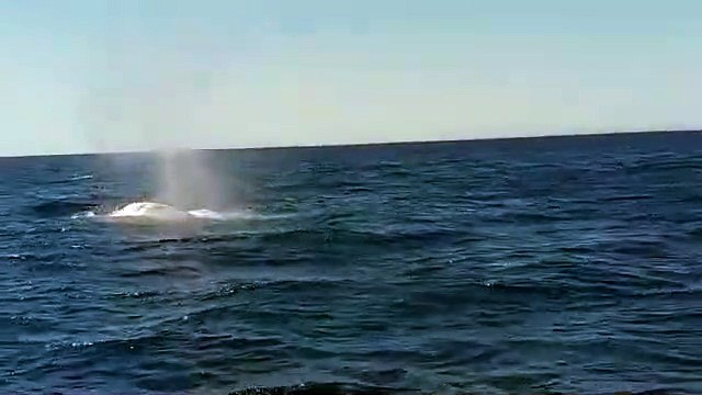 Baleias com cerca de 15 metros avistadas no Algarve