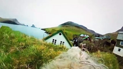 Google apoia projeto de mapeamento de ovelhas