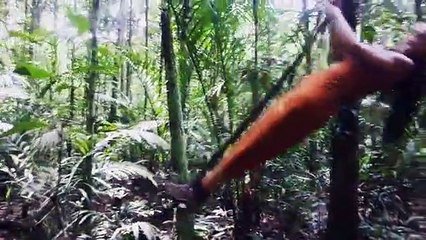 Rita Pereira em versão Tarzan