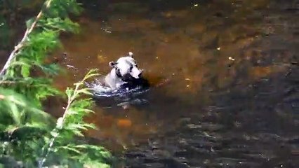 Urso utiliza técnica de mergulho incomum para apanhar salmão