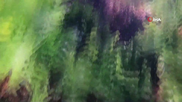 İstanbul’da dalgıca yunus balığı sürprizi