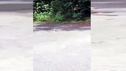 Esquilo fica com cabeça presa em copo de iogurte