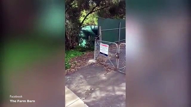 Mãe koala ajuda filho em apuros