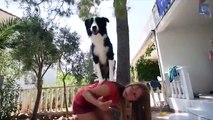 Esta cadela aprendeu 180 truques. Andar de segway é apenas um deles