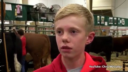 Rouba protagonismo de entrevista ao bater e ficar entalado entre vacas
