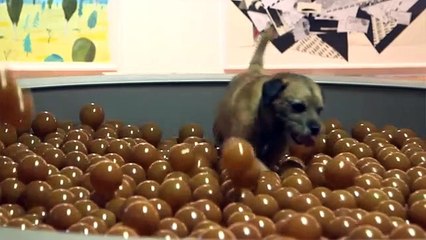 Um museu (com arte e não só) feito apenas... para cães