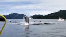 Baleias em modo diversão surpreendem turistas a andar de caiaque