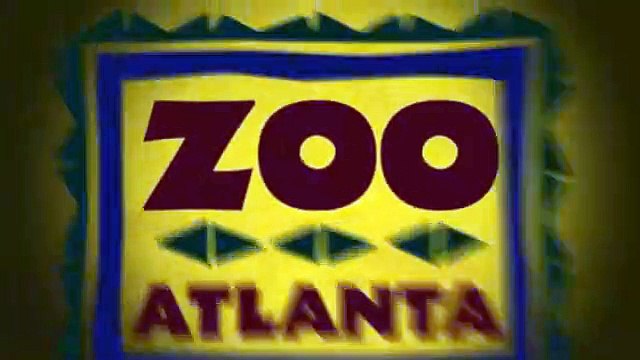 Panda dá à luz duas novas crias no Atlanta Zoo