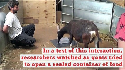 As cabras conseguem comunicar com humanos