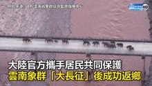 大陸官方攜手居民共同保護 雲南象群「大長征」後成功返鄉