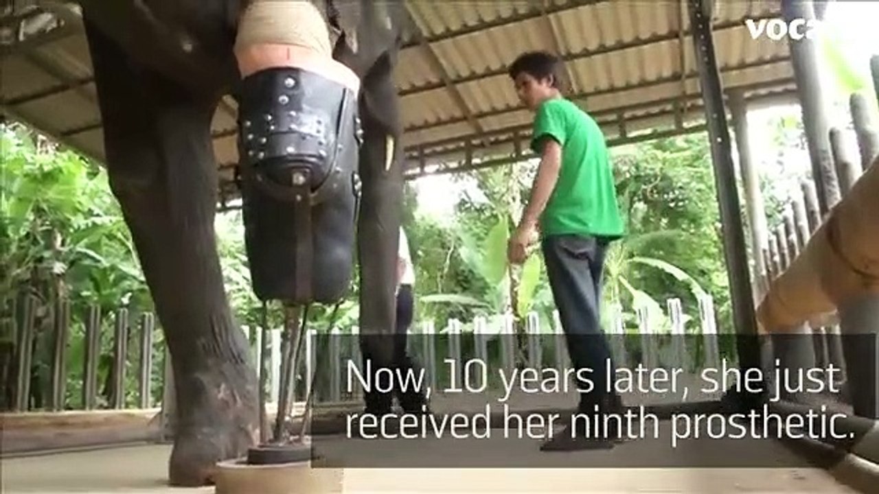 mosha elefante prótese