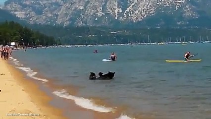 ursa leva crias à praia