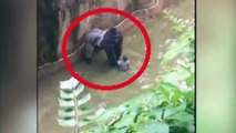 Revelada chamada dramática da mãe após queda de bebé em jaula de gorila