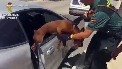Polícia parte vidro de carro para salvar cão prestes a sufocar