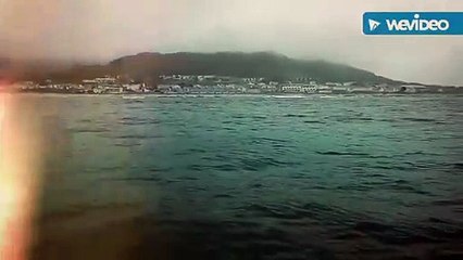 Golfinhos a nadar em Moledo