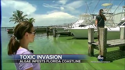 Praias da Flórida contaminadas com algas tóxicas