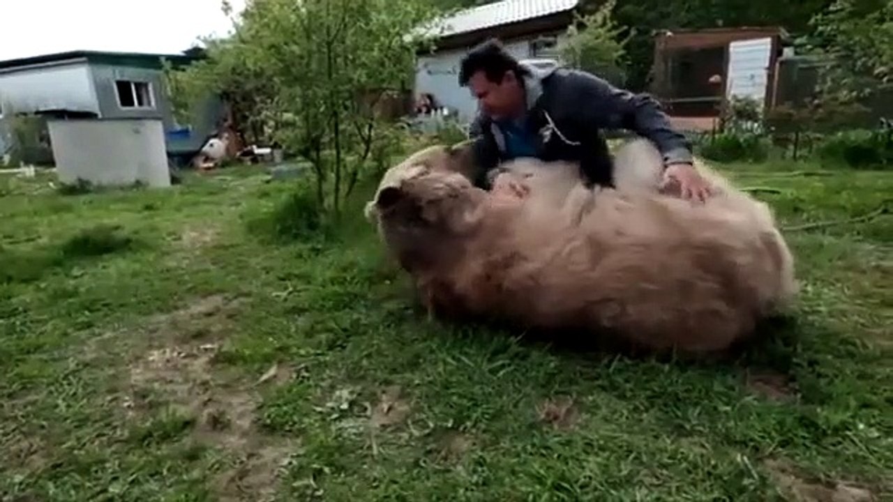 Urso domesticado