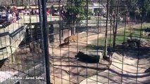 Mulher salta cerca de jaula de tigre para recuperar boné