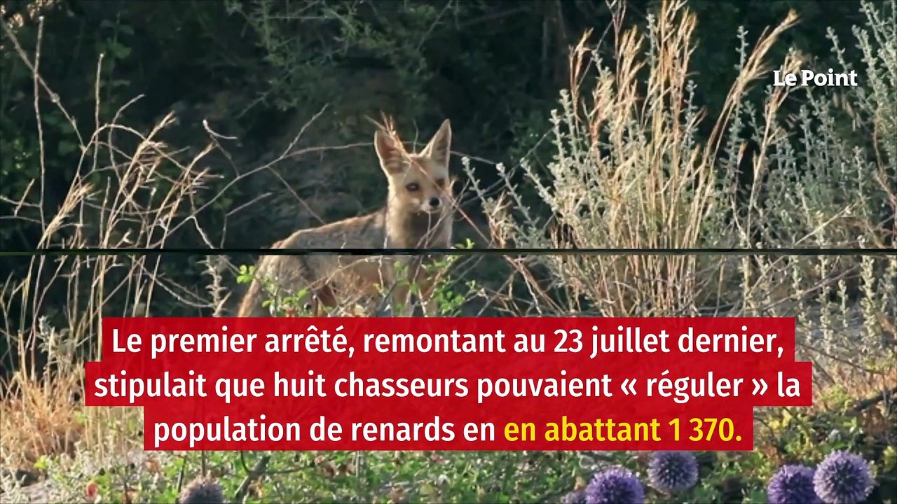 Oise : 3 000 renards vont être abattus